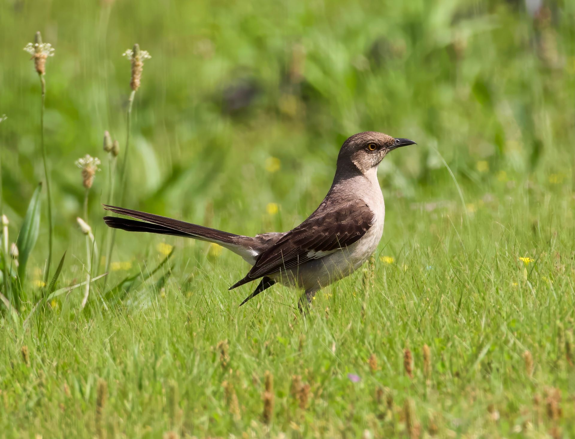 A Northern Mockingbird stands gracefully in a lush green field in Decatur, Alabama.