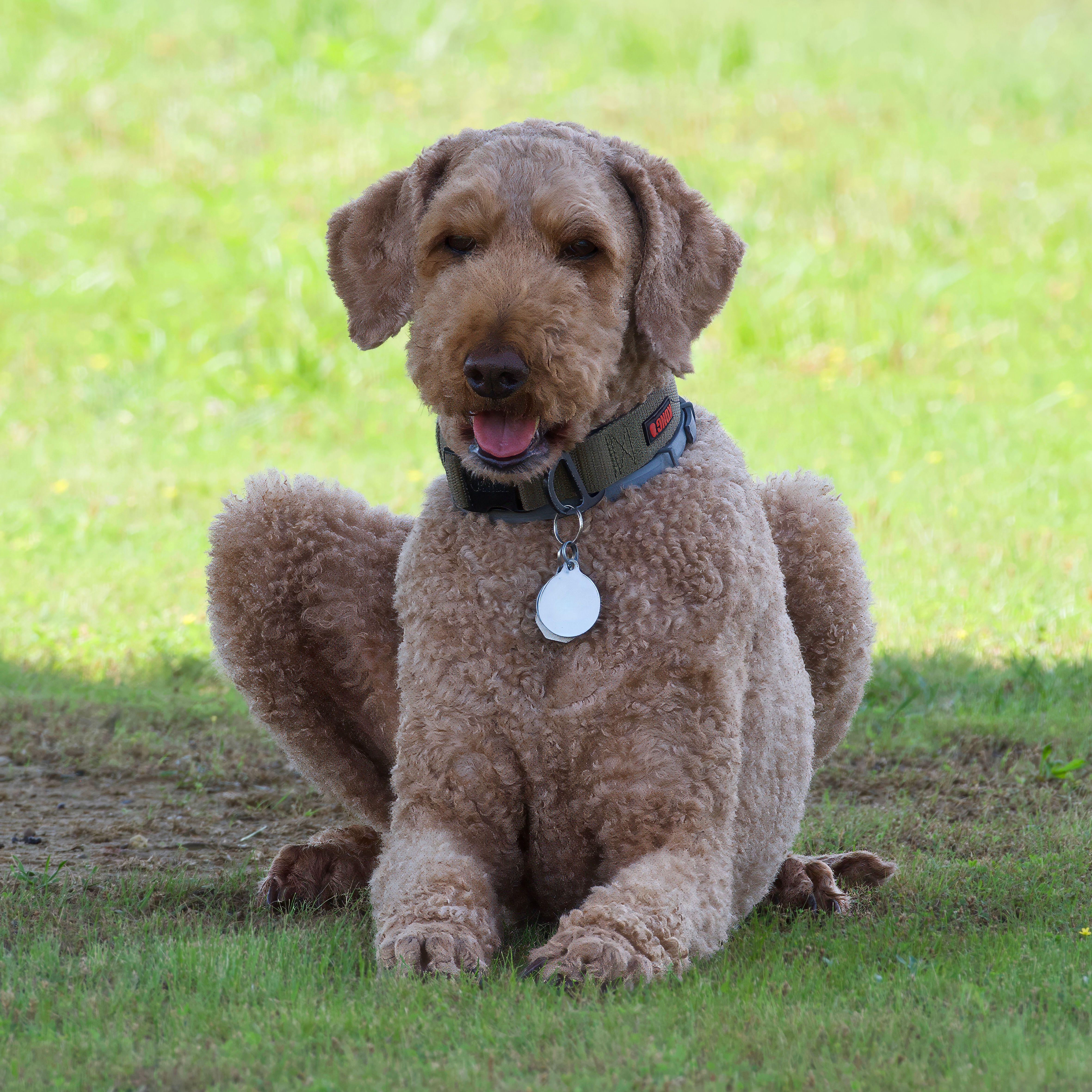 Labradoodle Dog Sitting on Green Grass · Free Stock Photo