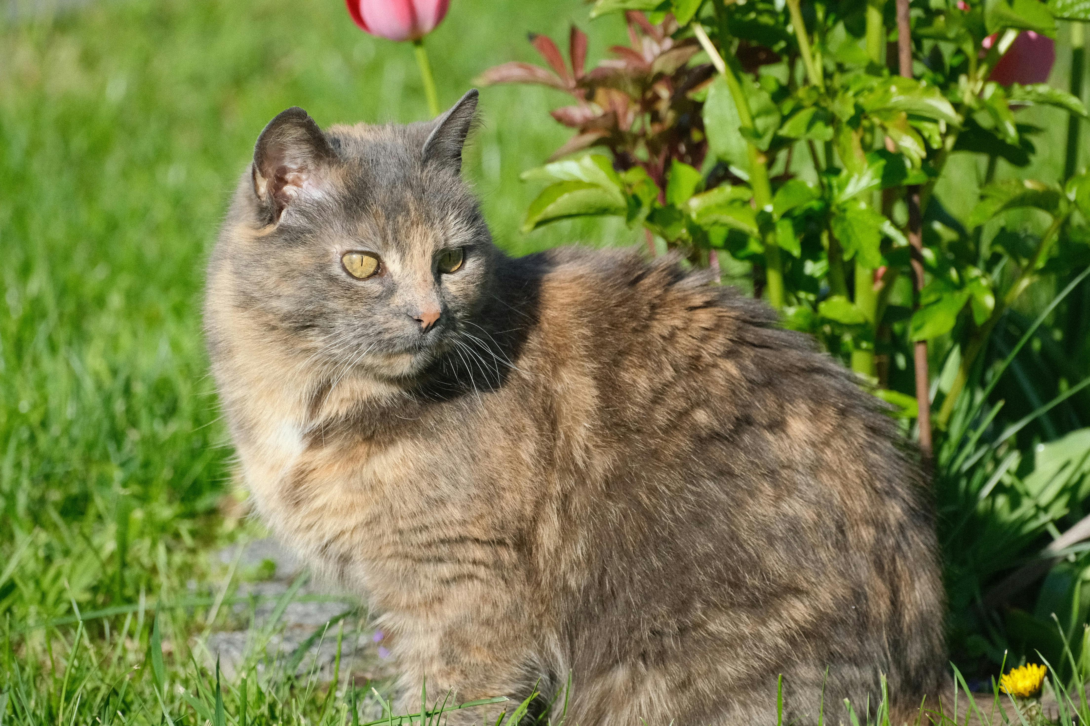 Spring Season Pet Safety Tips - WGN — Photo by Roman Biernacki on Pexels