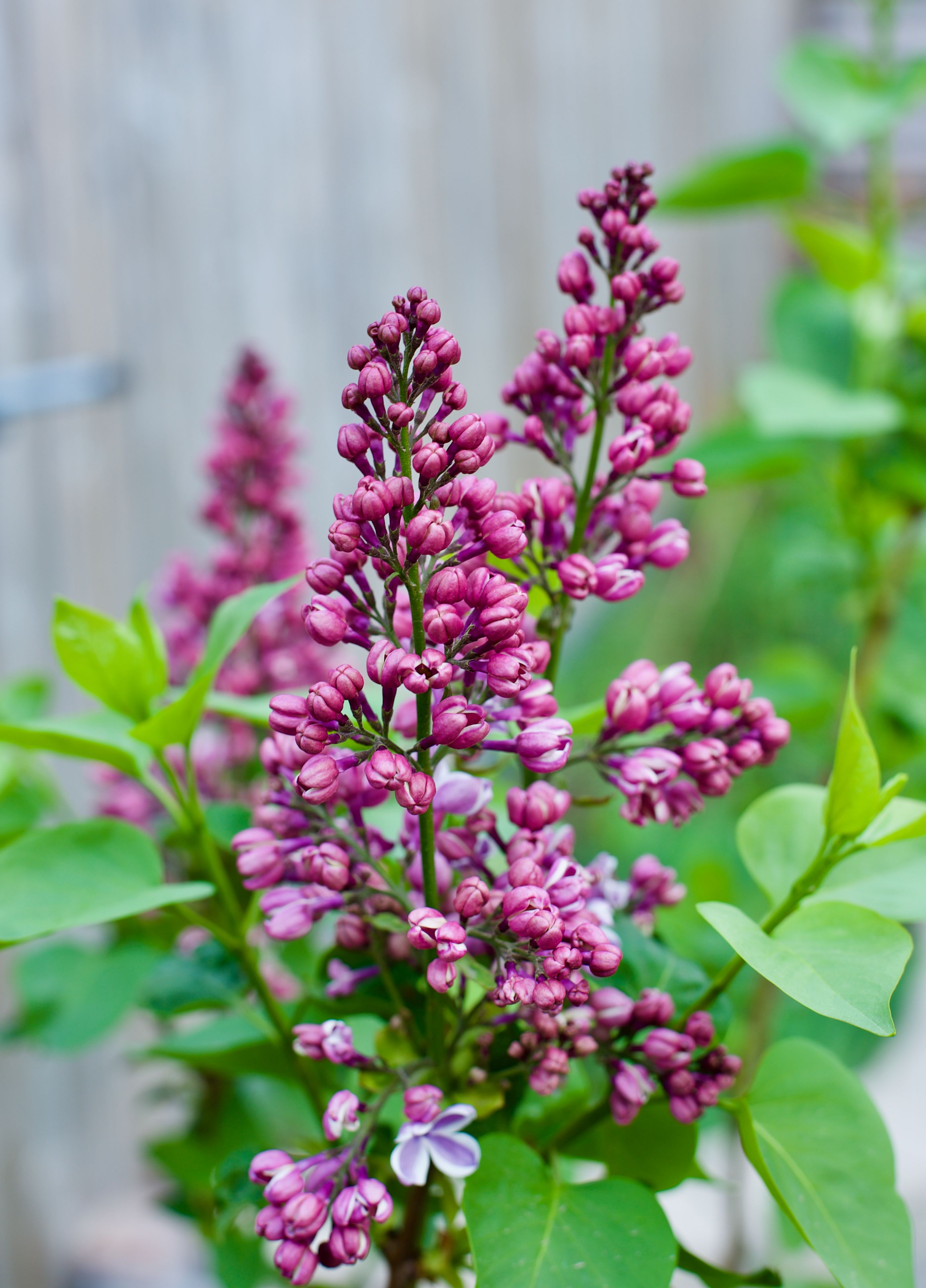 Vibrant Purple Lilac Blossoms in Spring Garden · Free Stock Photo