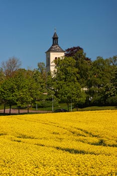 A beautiful church tower rising above a vibrant yellow rapeseed field in Sweden under clear blue skies.