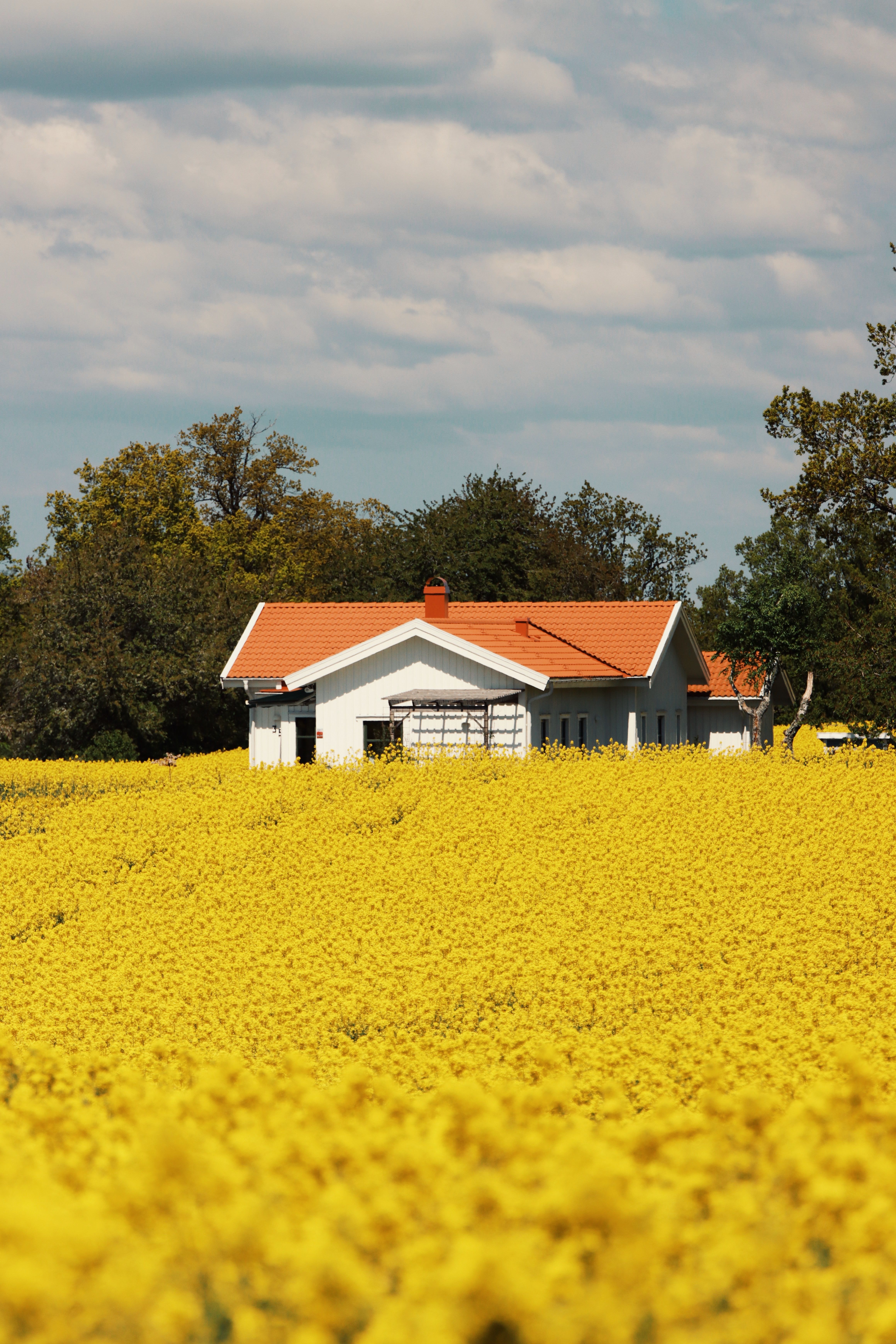 A View of a House from a Field of Flowers · Free Stock Photo