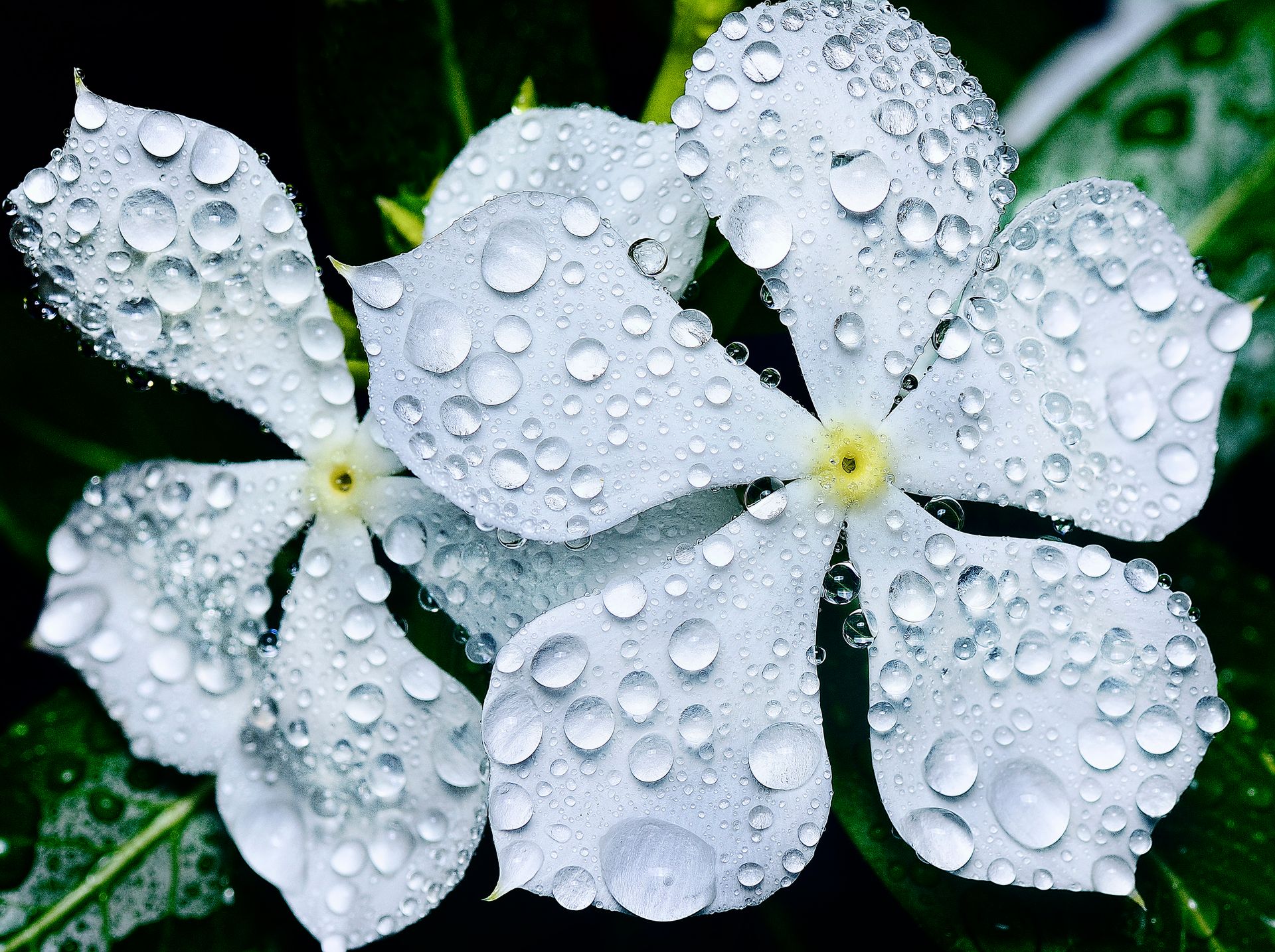 Detailed shot of dew-covered white periwinkle petals with green leaves, showcasing nature's beauty.