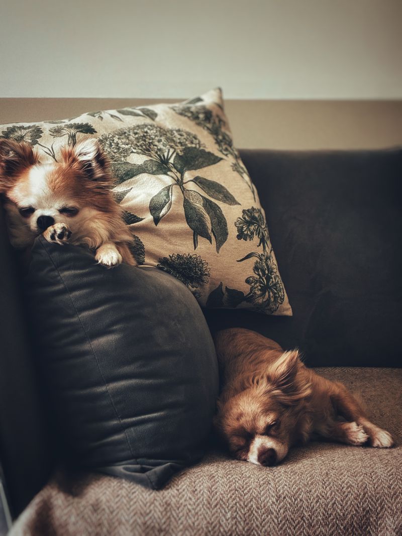 Koltukta rahatça uzanan iki chihuahua
