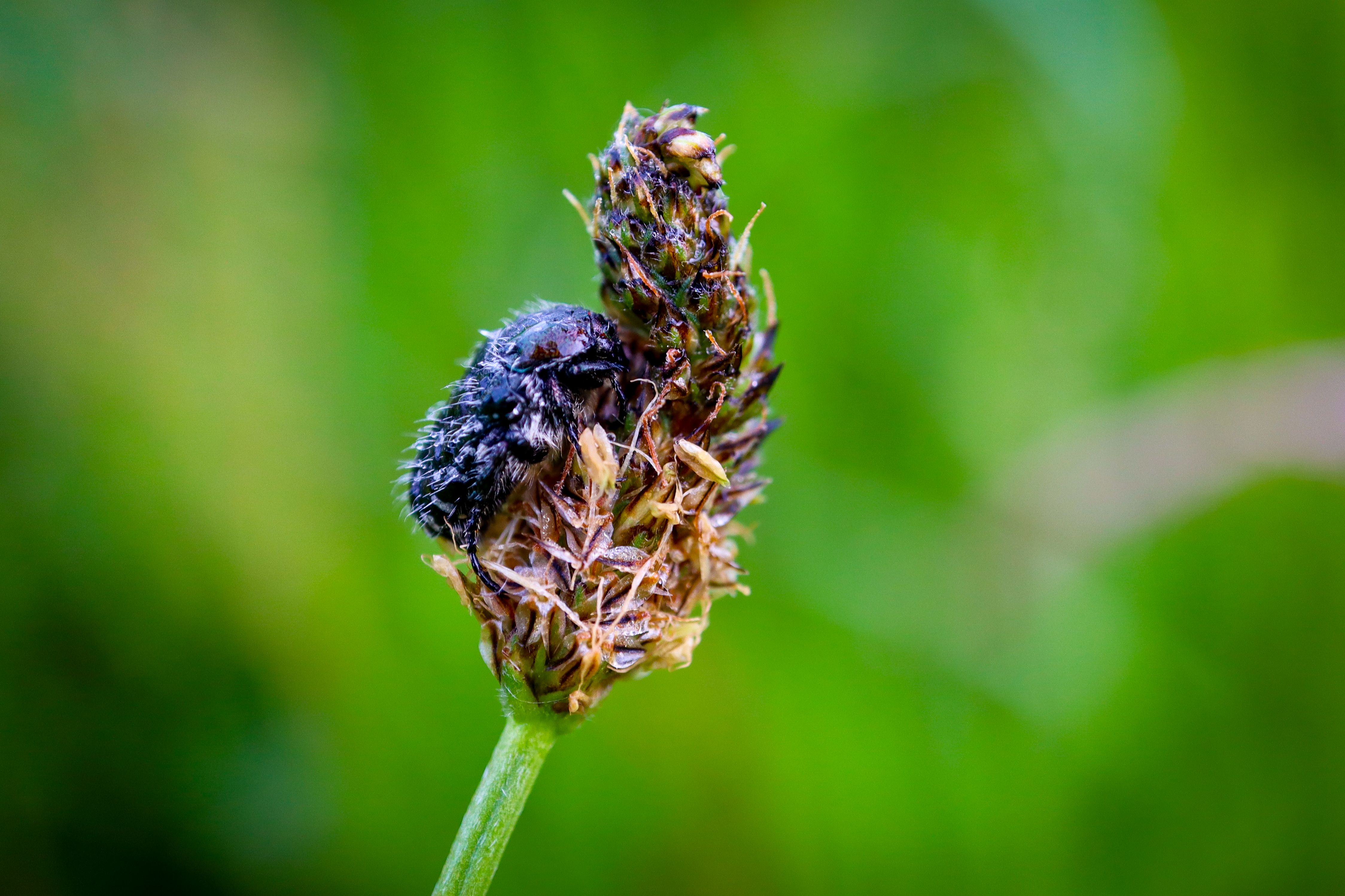 Screwworm.gov | Animal and Plant Health Inspection Service — Photo by Nikola Tomašić on Pexels