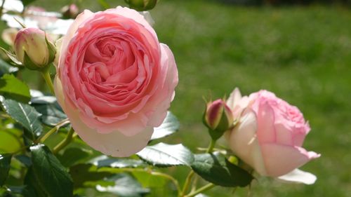 Free stock photo of beautiful bloom, bud, bud of rose Stock Photo