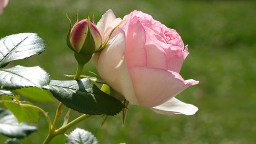 Free stock photo of beautiful bloom, bud, bud of rose Stock Photo