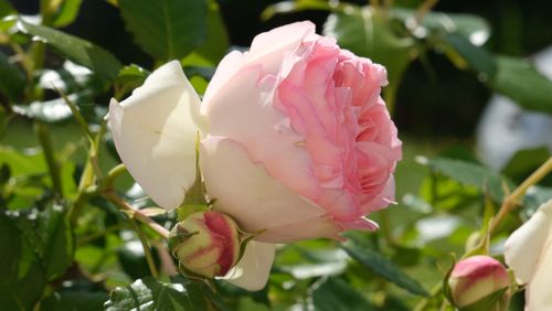Free stock photo of beautiful bloom, flower, flowers Stock Photo
