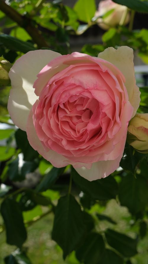 Free stock photo of beautiful bloom, flower, flowers Stock Photo