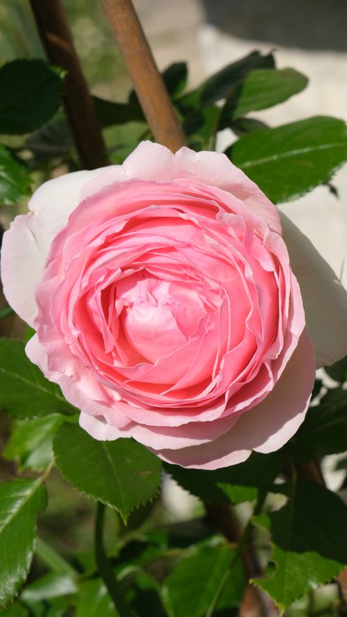 Free Rose rose Stock Photo