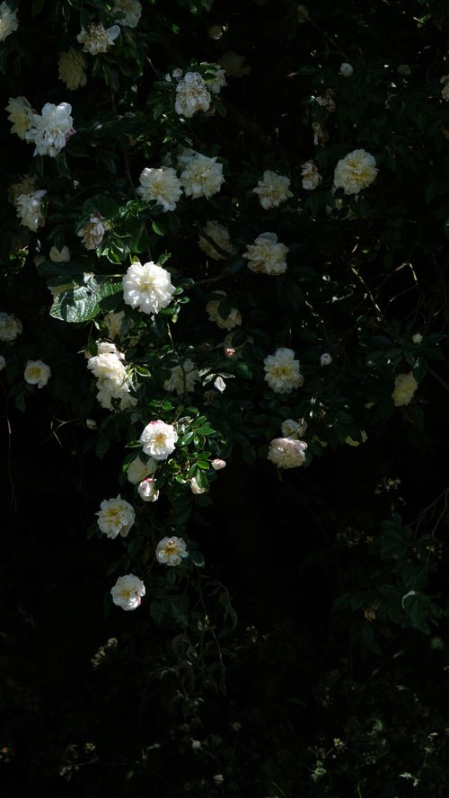 Free Rosier Blanc Grimpant Stock Photo