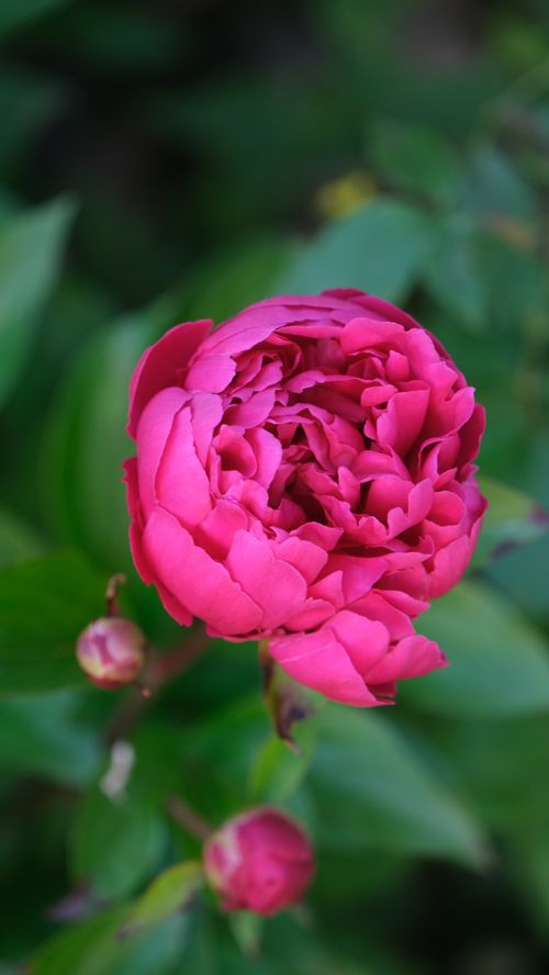 Free Pivoine Rose Stock Photo