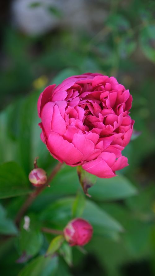 Free Pivoine Stock Photo