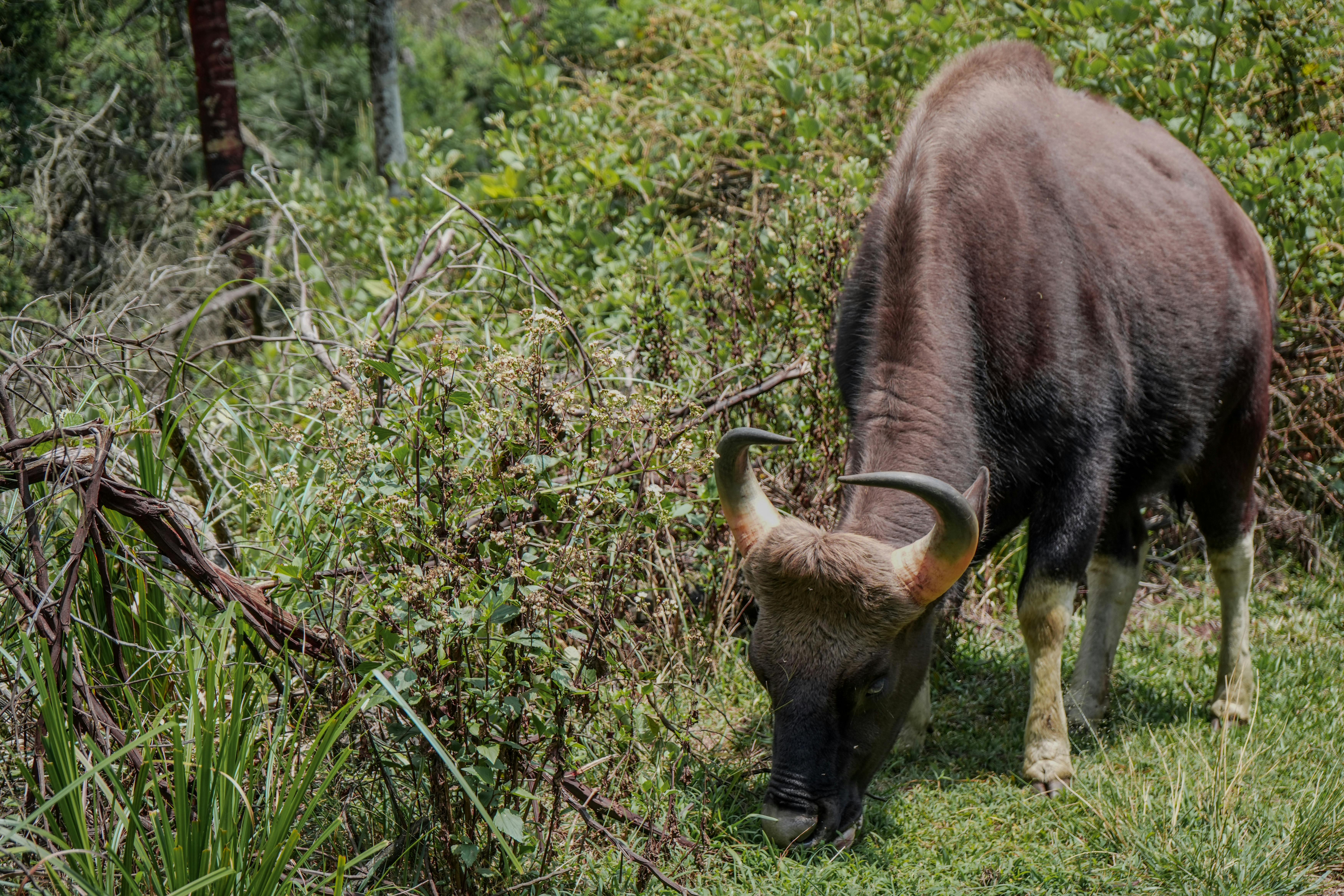Gratuit Un gaur sauvage paissant paisiblement dans une forêt dense, présentant une riche biodiversité. Photos