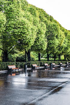 A serene view of a tree-lined walkway in a Moscow park with wet pavement and empty benches.