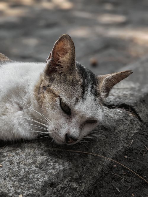 Free Calm domestic cat lying on a stone surface outdoors. Peaceful and serene moment. Stock Photo