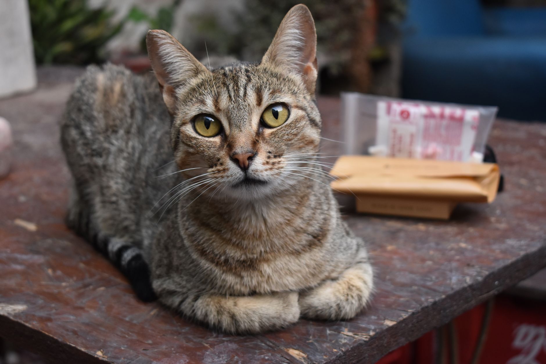 A focused close-up of a tabby cat lying on a wooden table indoors.