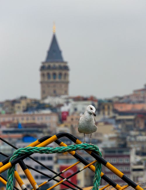 galata ve martı