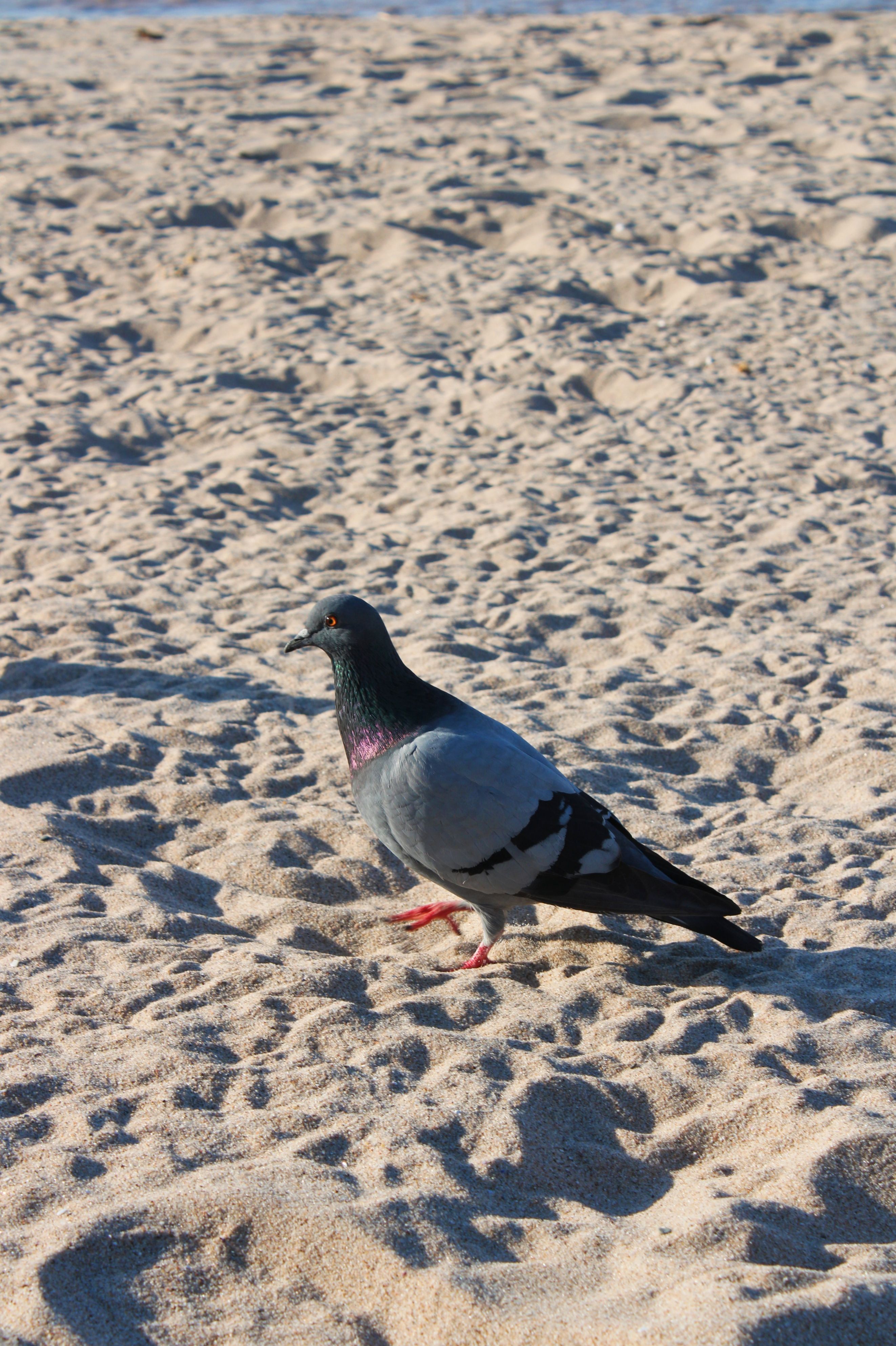 Close-up of a pigeon strolling on a sunlit sandy beach during the day.