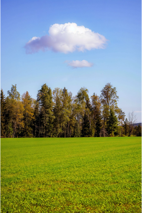 Free Peaceful green field under a vibrant blue sky with fluffy clouds. Stock Photo