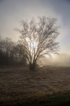 Beautiful misty sunrise with a silhouette of a tree in Weaver, Minnesota.