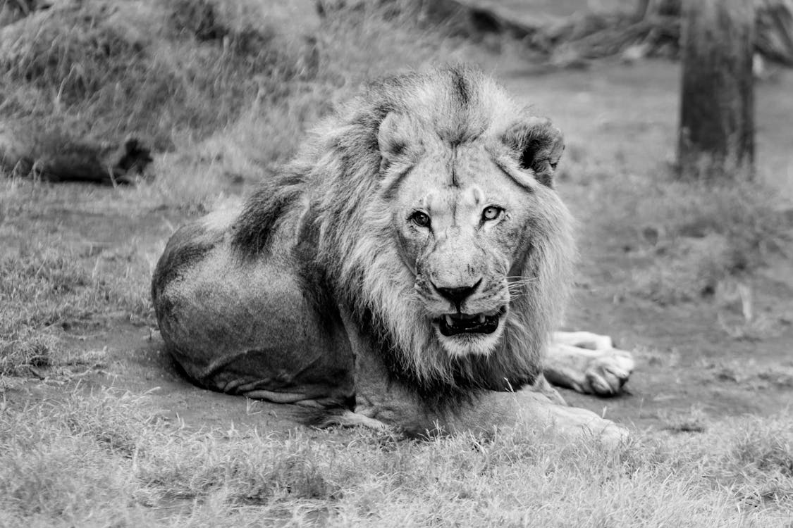 Free Portrait of Lion Stock Photo