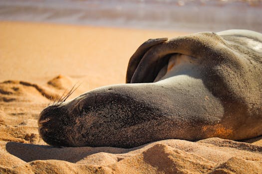 A Hawaiian monk seal sleeps peacefully on the sandy beach in Poipu, Hawaii.