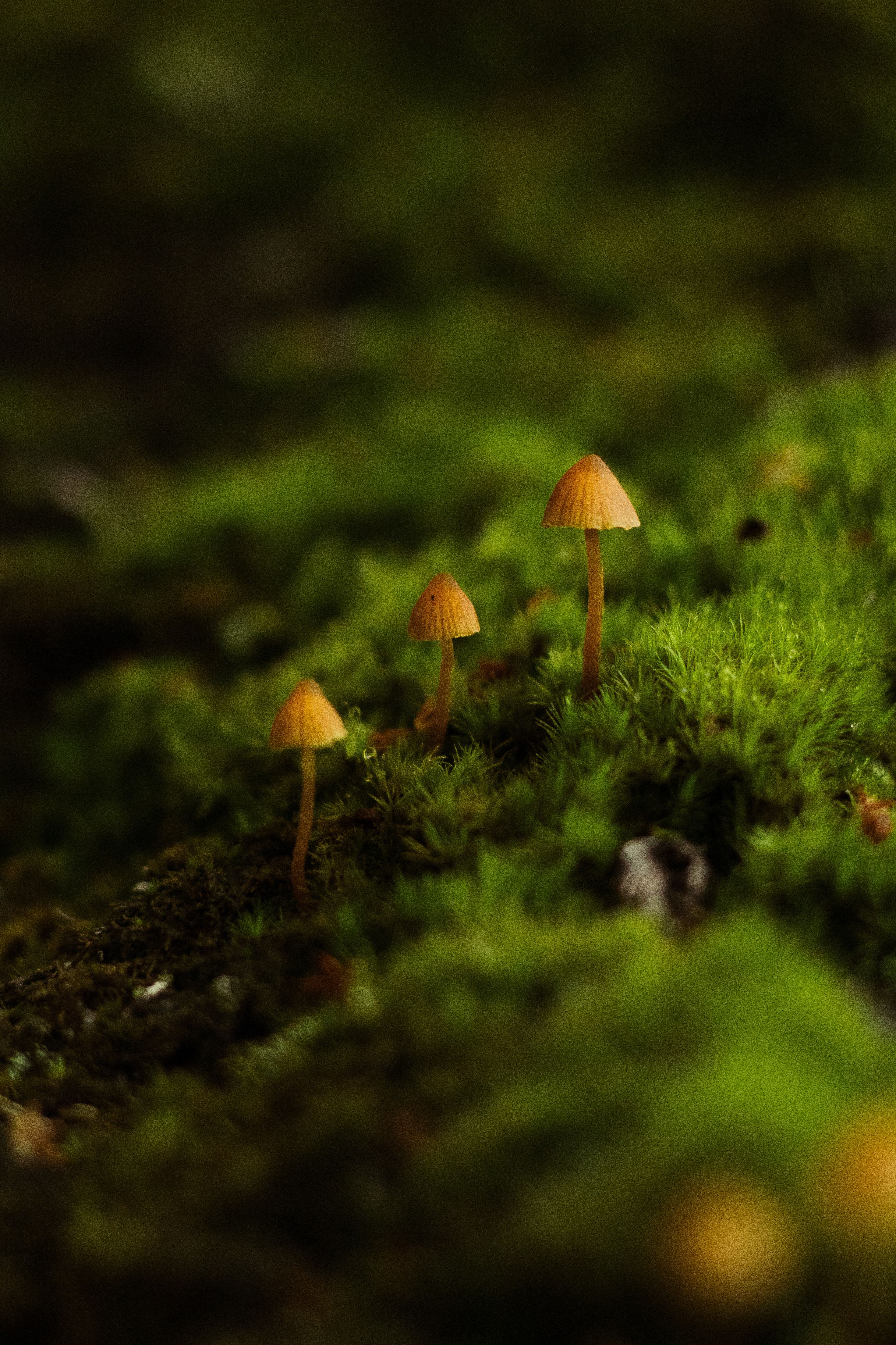 Close-up of Small Mushrooms on Mossy Forest Floor · Free Stock Photo