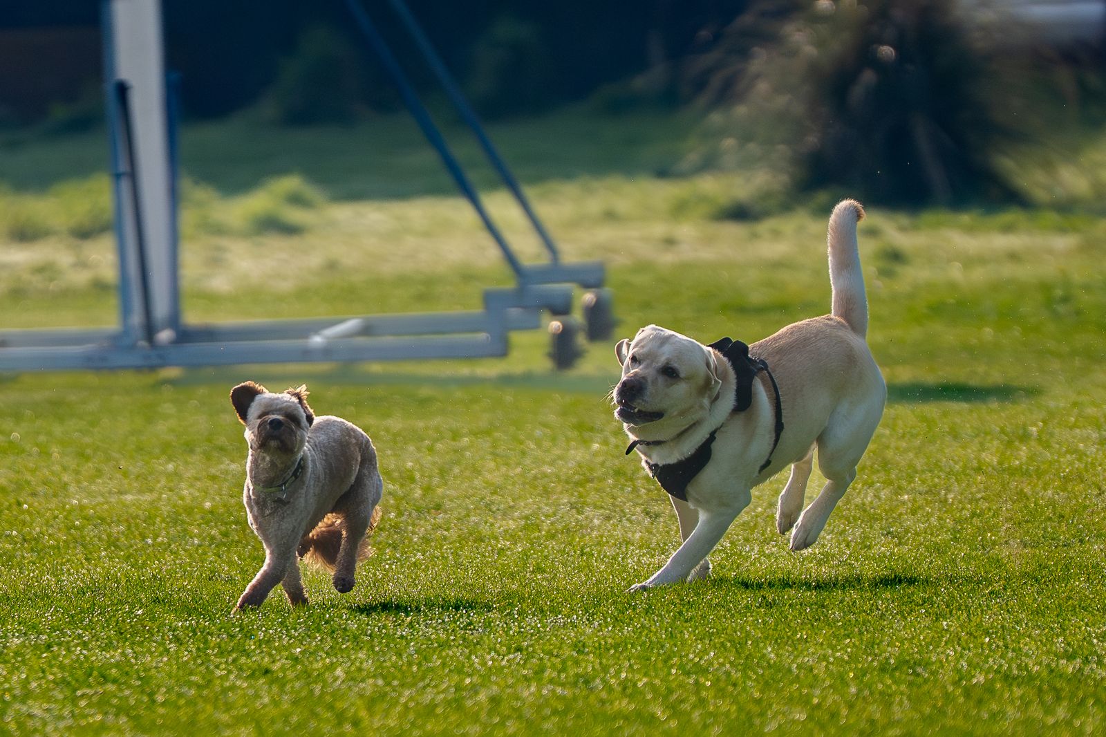 Dog playing inside a fenced dog park in Palatine Illinois
