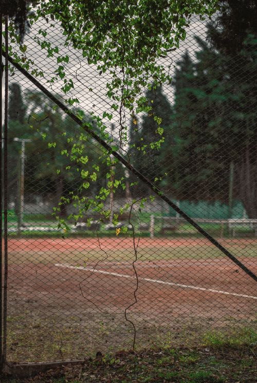Free A lush climbing plant weaving through a tennis court fence in Córdoba, Argentina. Stock Photo