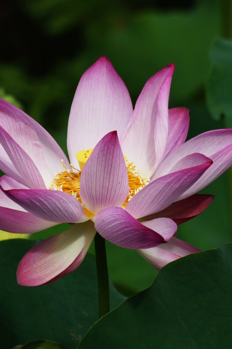5 Zen Principles For Better Life