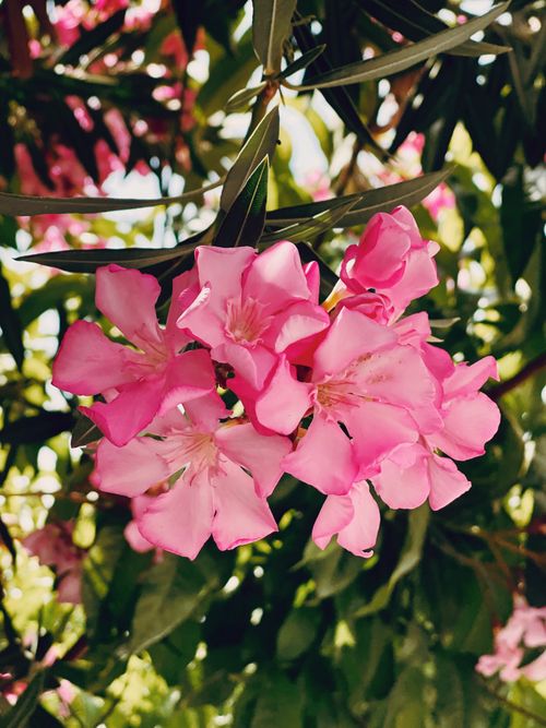 Free Close-up of vibrant pink Oleander flowers in Antalya, Türkiye showcasing summer beauty. Stock Photo