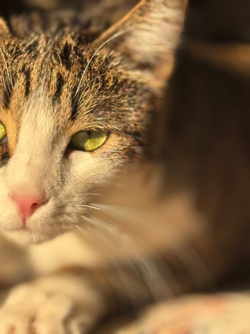 Free cat🐱🐈 Stock Photo
