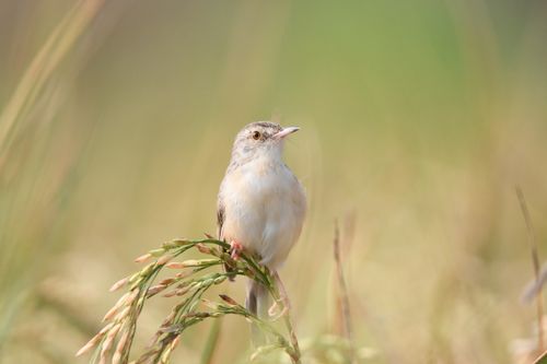 Free A serene image of a small bird resting on a wheat stalk in a sunlit field. Stock Photo