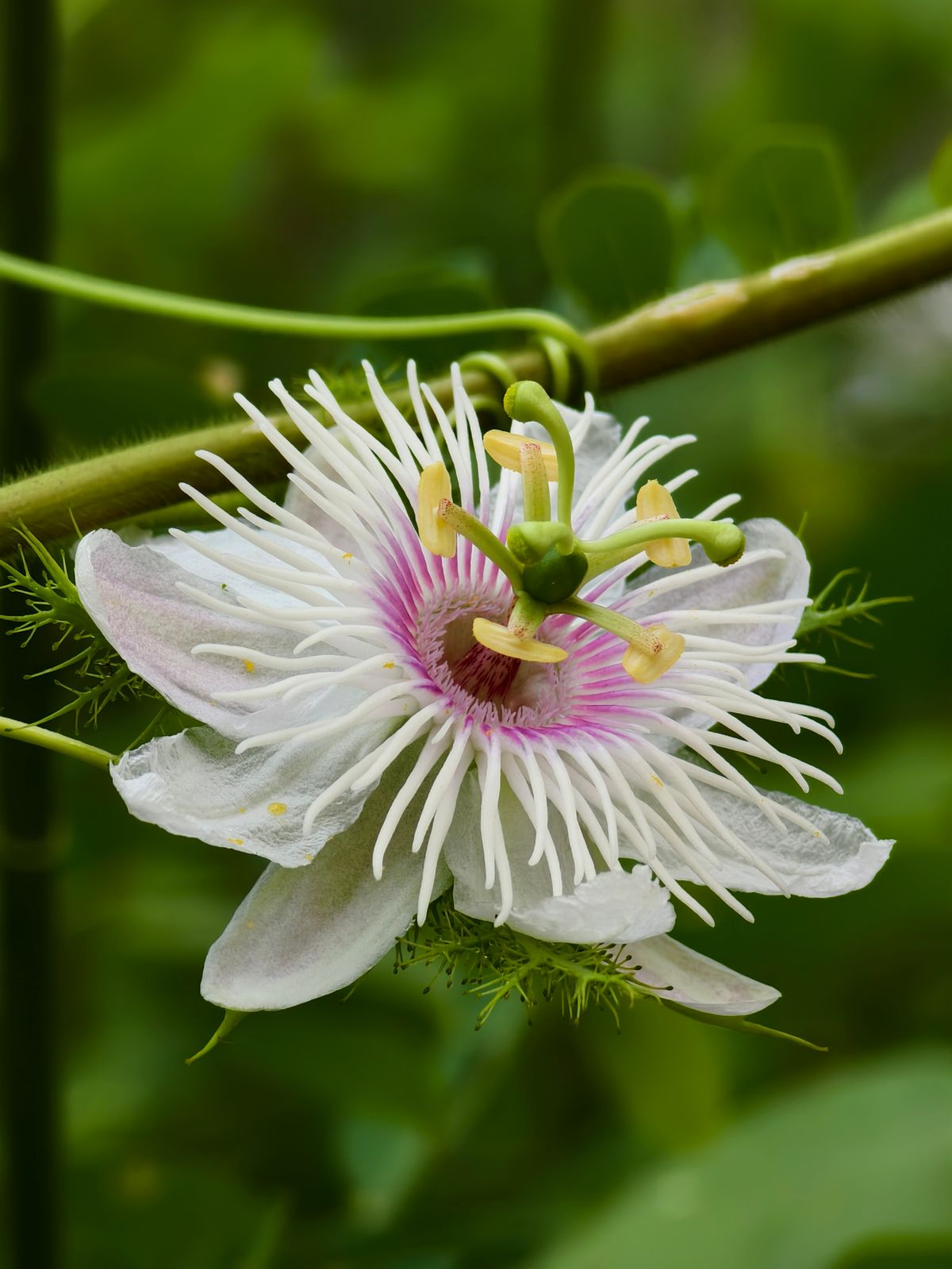 Passionsblumenblüte in Nahaufnahme