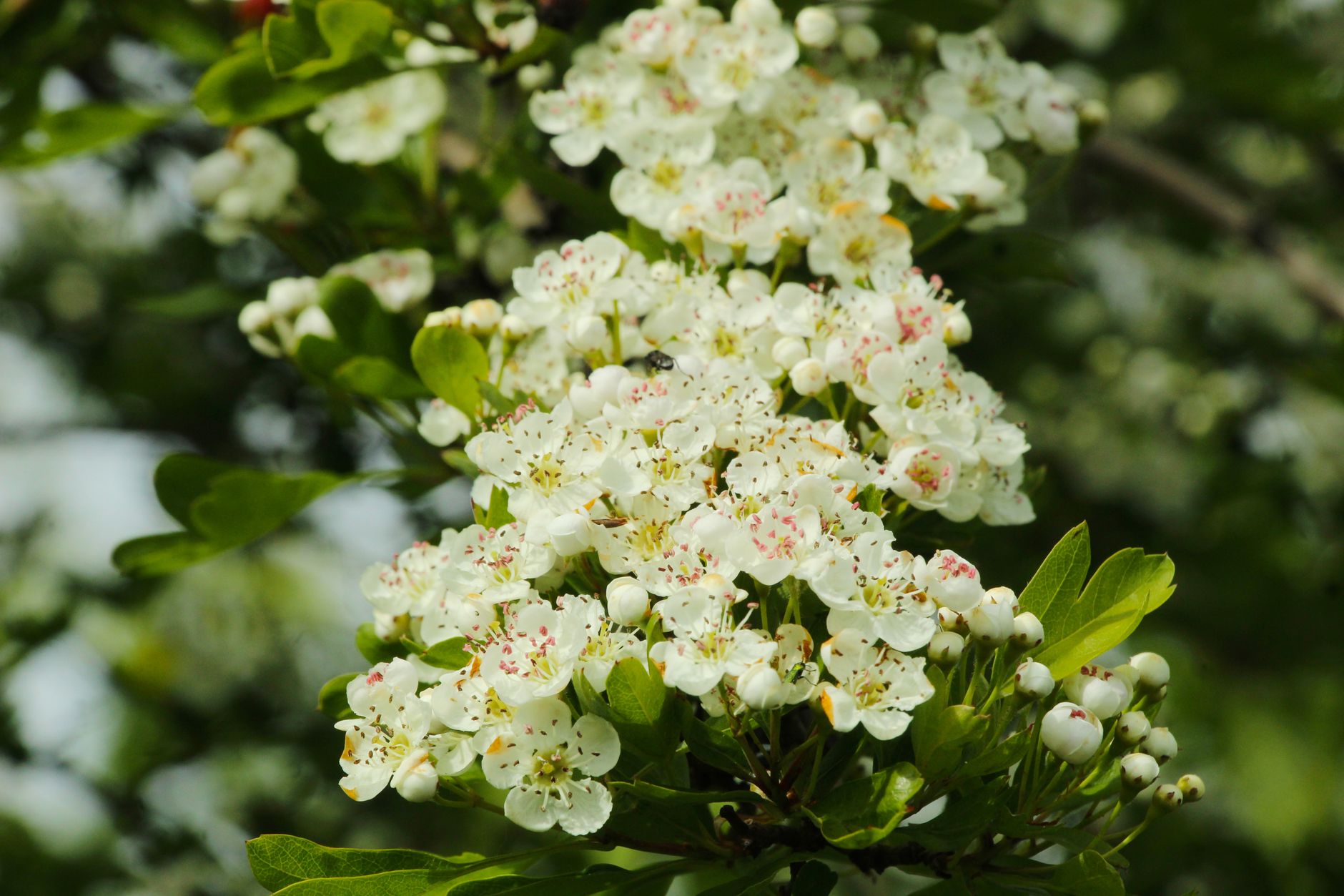 Hawthorn