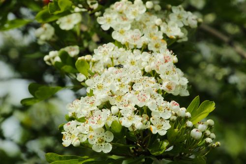 Free Detailed image of white hawthorn blossoms (Crataegus) with vibrant green leaves, symbolizing spring. Stock Photo