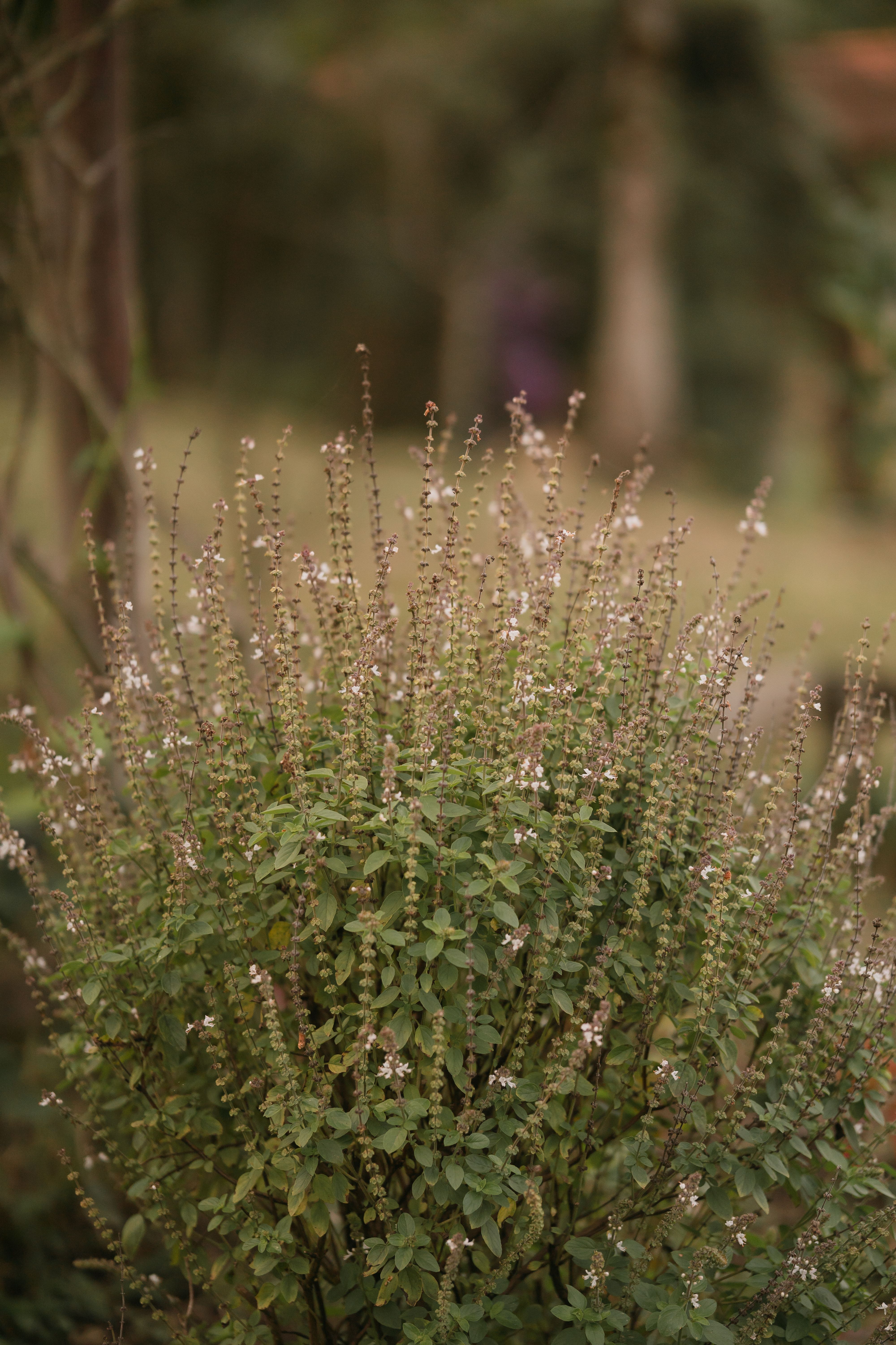 Tulsi