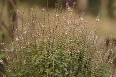 A vibrant tulsi plant with small flowers in an outdoor garden, showcasing natural greenery and tranquility.