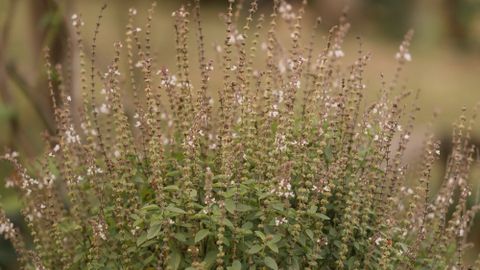 A vibrant tulsi plant with small flowers in an outdoor garden, showcasing natural greenery and tranquility.