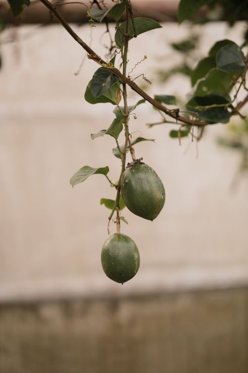 Free Detailed view of green passion fruits hanging from a vine outdoors, showcasing natural growth. Stock Photo