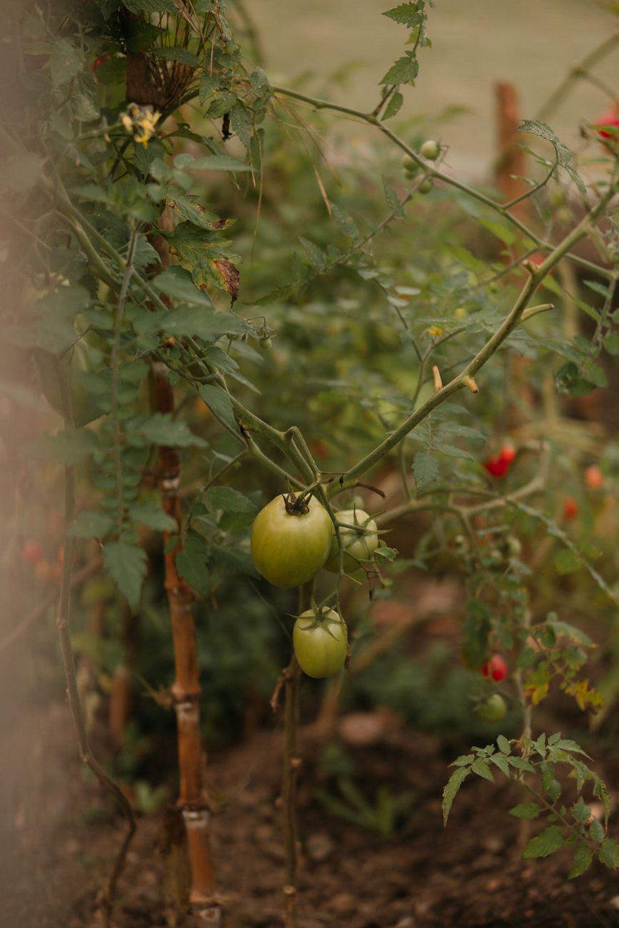 tomato plant staked with twine UK garden