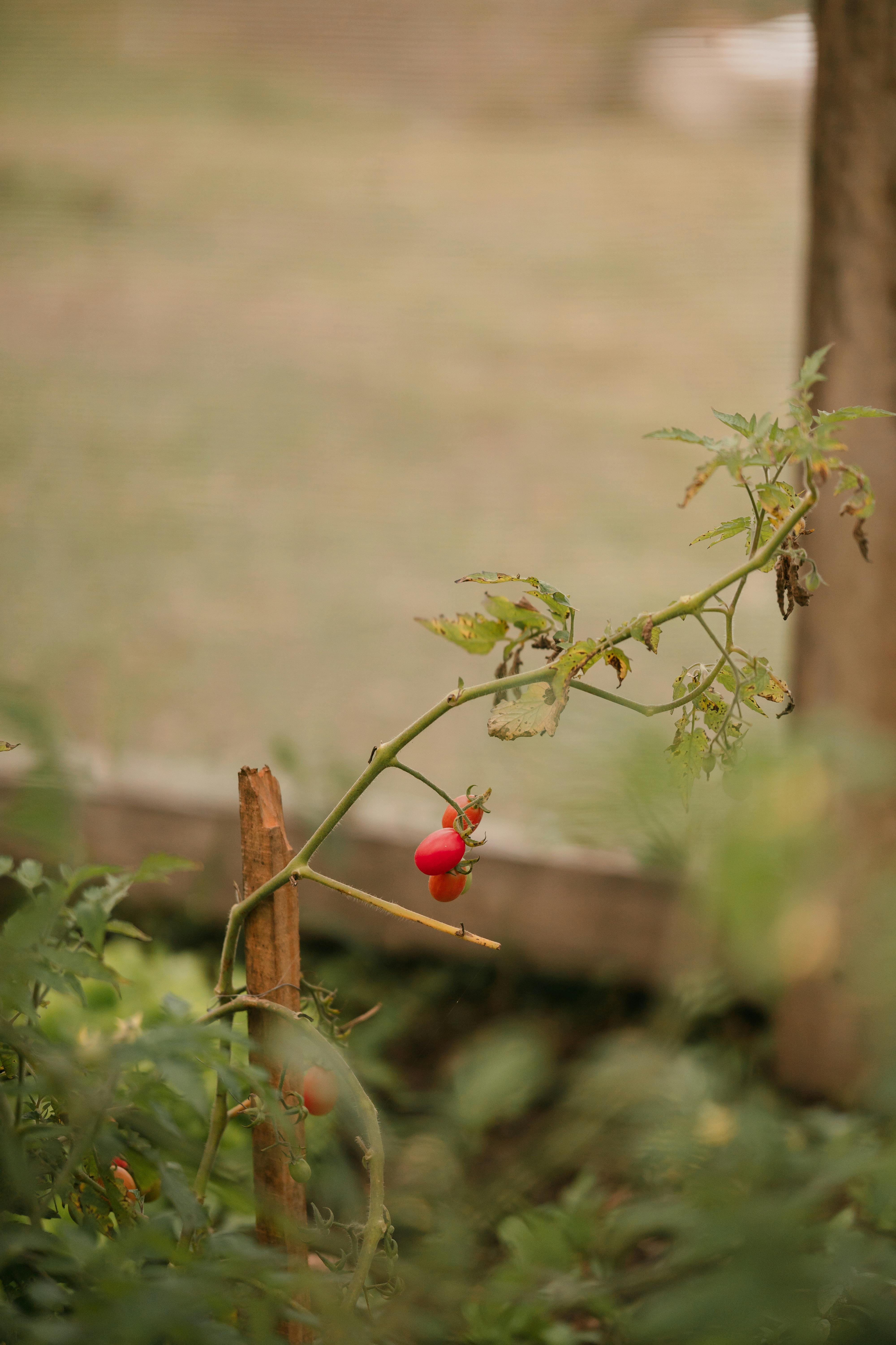 Healthy tomato plant with ripe fruit on stake