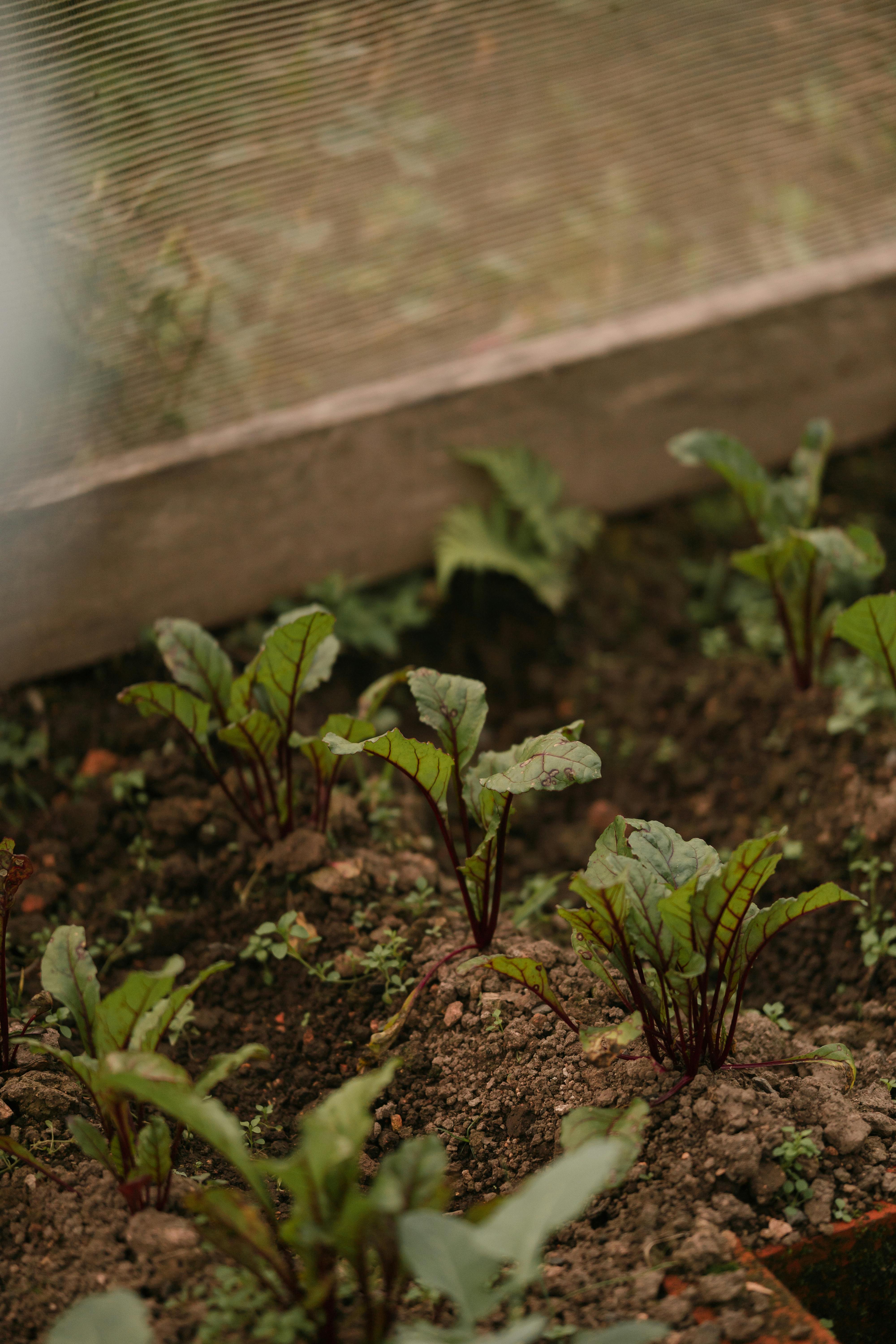 Building and Planting Vegetable Gardens