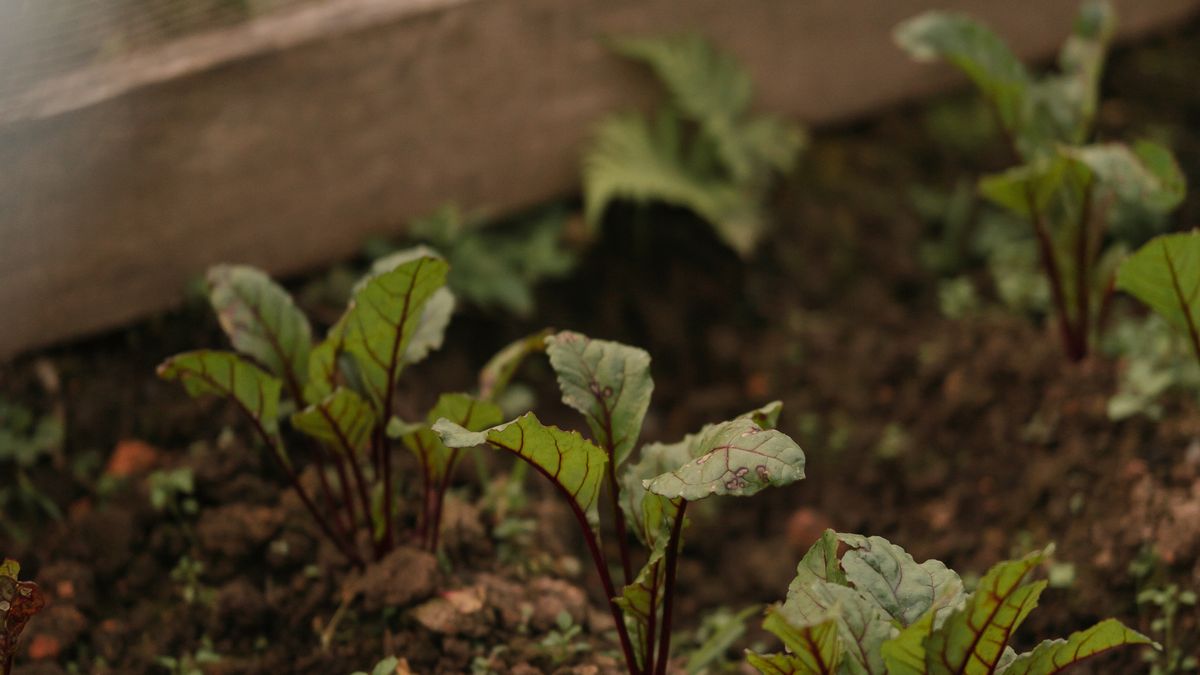 Cultiver des légumes dhiver en serre