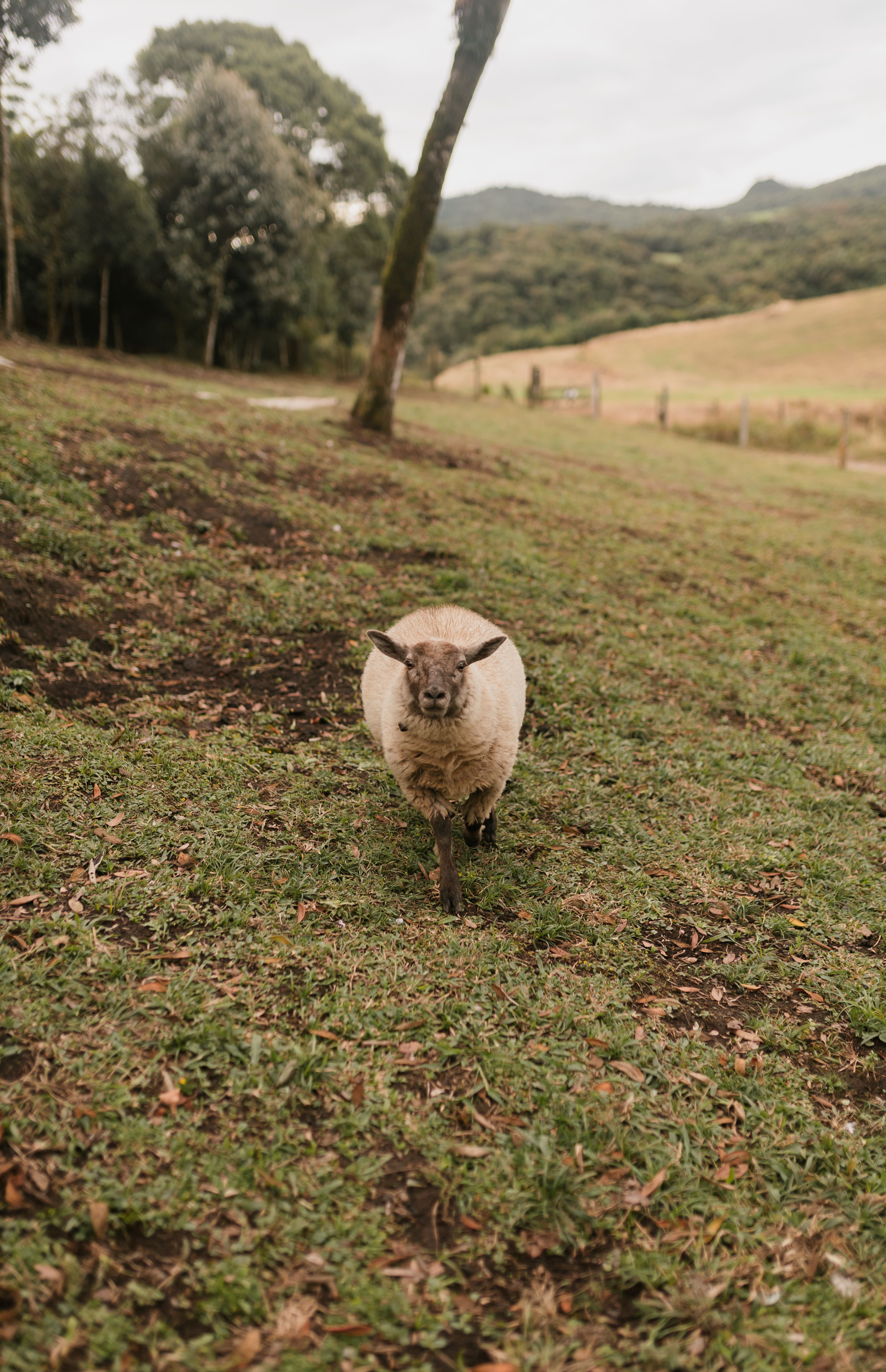 Lone Sheep Grazing in Scenic Pasture · Free Stock Photo