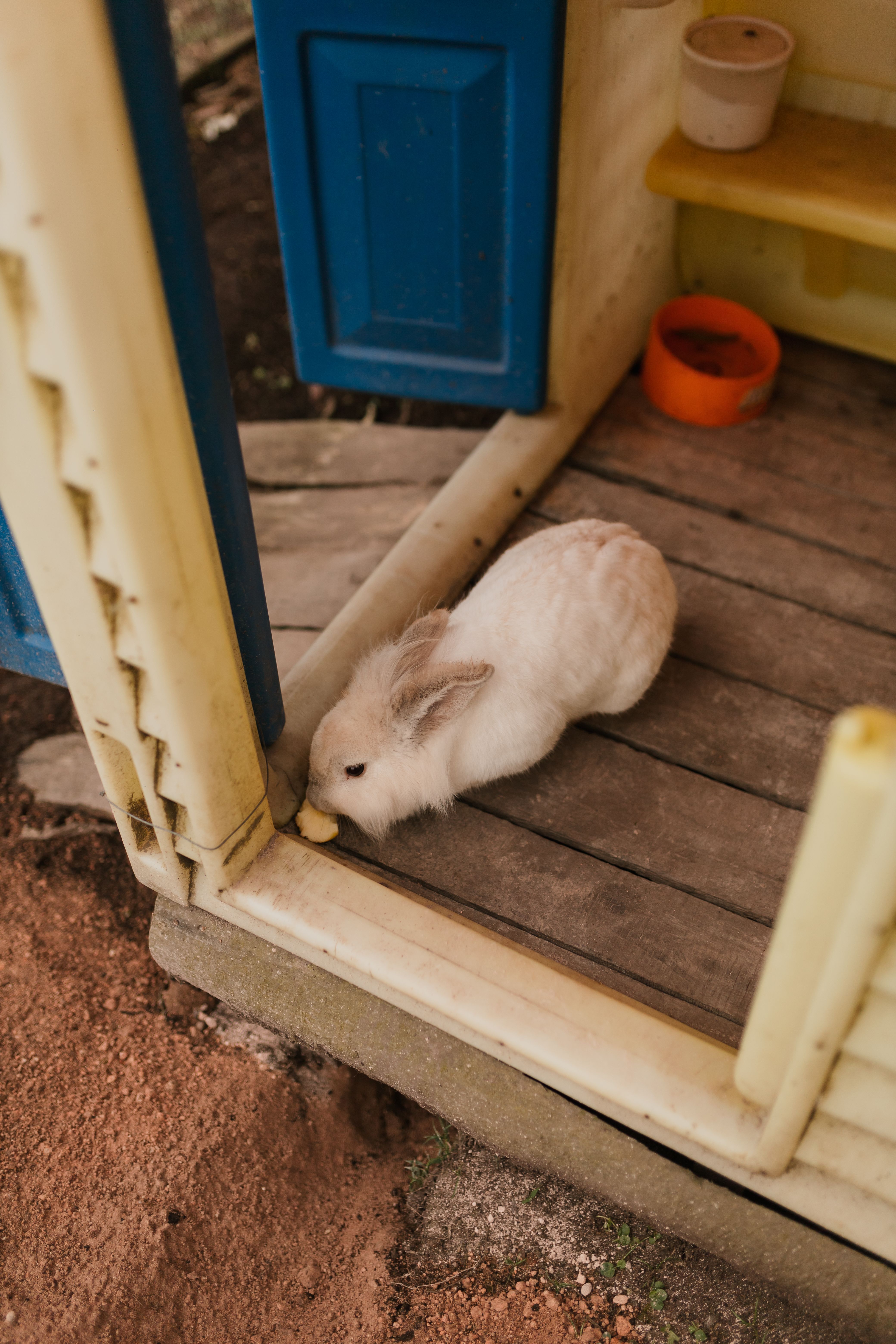 Adorable White Rabbit at Playhouse Entrance · Free Stock Photo