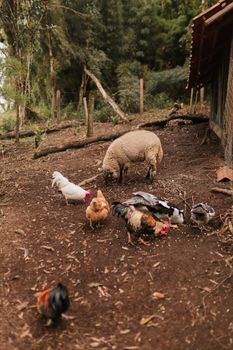 Sheep and various chickens foraging on a rustic farm, surrounded by natural greenery.