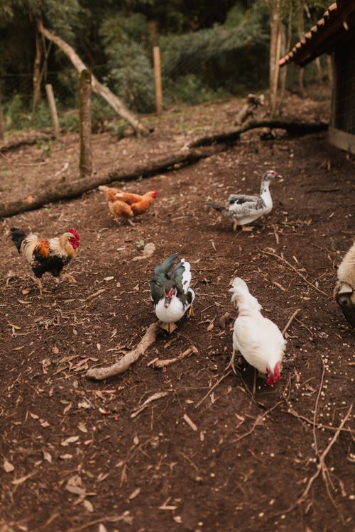 Free Chickens and ducks freely exploring a rustic outdoor farm environment. Stock Photo