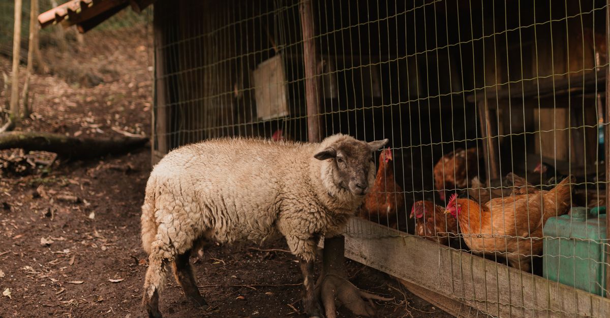 Chicken Riding Sheep Sheep and Chickens Outside a Rustic Barn · Free Stock Photo